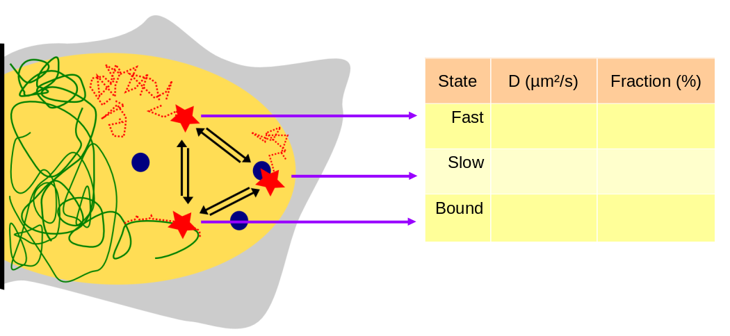 Schematic of a cell with diffusing particles.