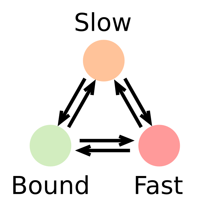 Three states model