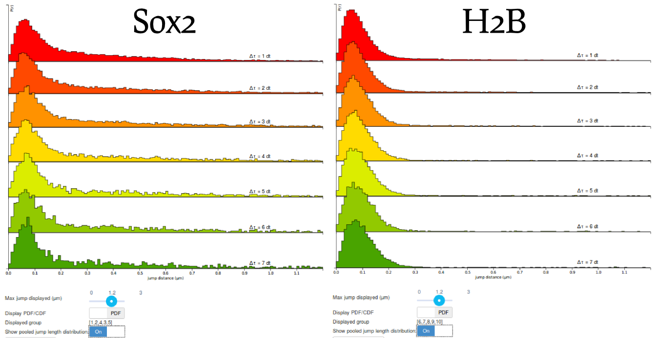 Comparison of the Sox2 and H2B jump length distributions.